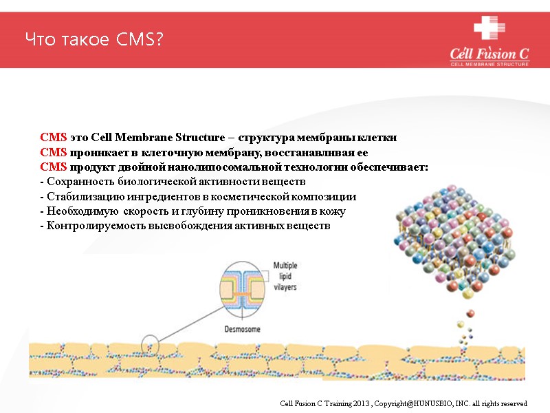 CMS это Cell Membrane Structure – структура мембраны клетки CMS проникает в клеточную мембрану,